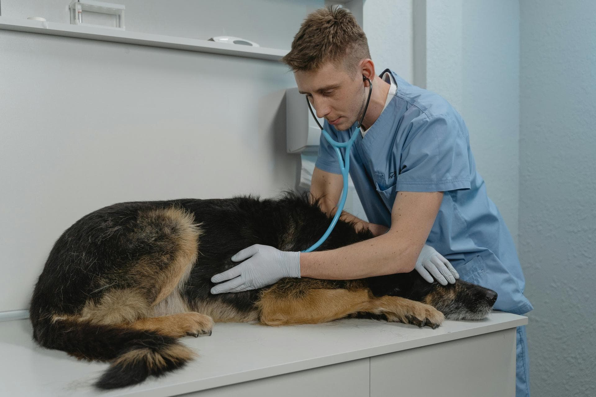Emergency vets in Roanoke