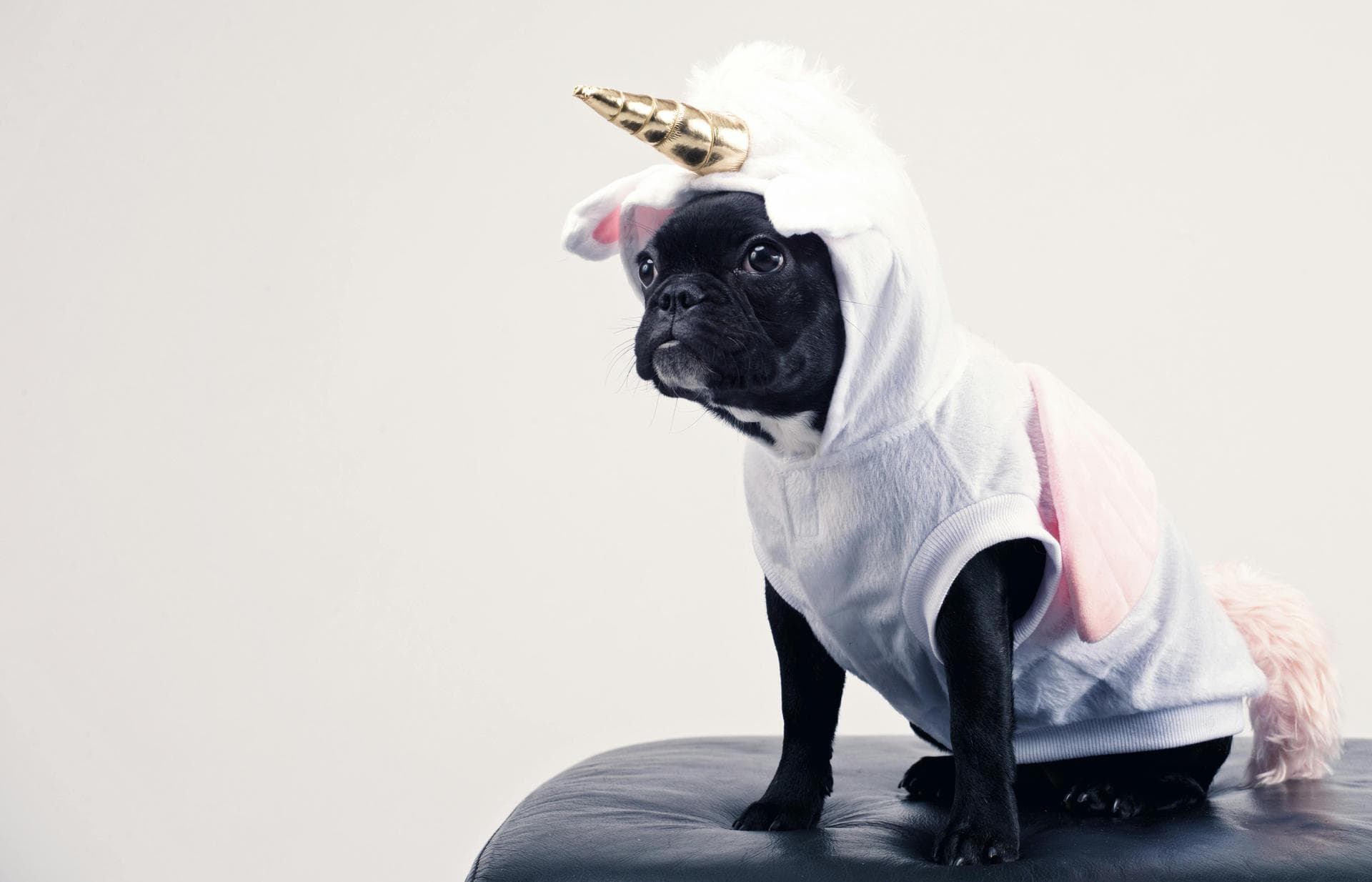 Dog & Cat Vets in Roanoke